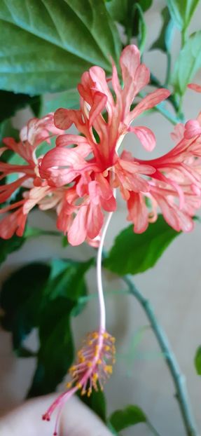  - Hibiscus 2015-2024