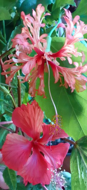  - Hibiscus 2015-2024