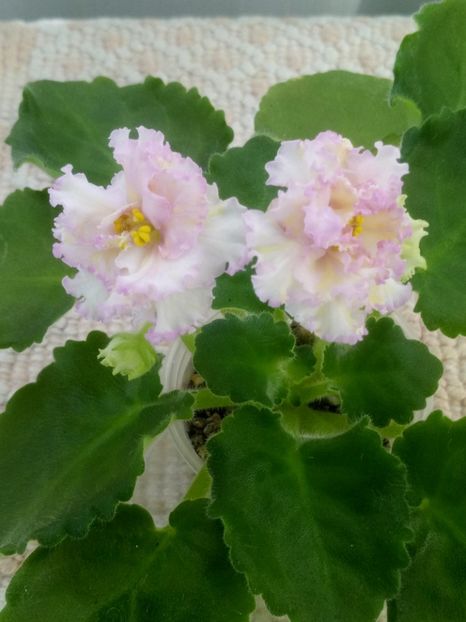 25 iun - LE Zlato Skifov