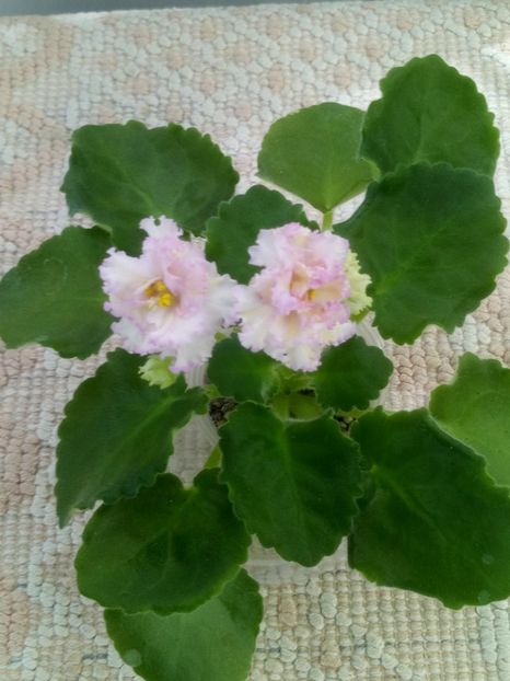 25 iun - LE Zlato Skifov