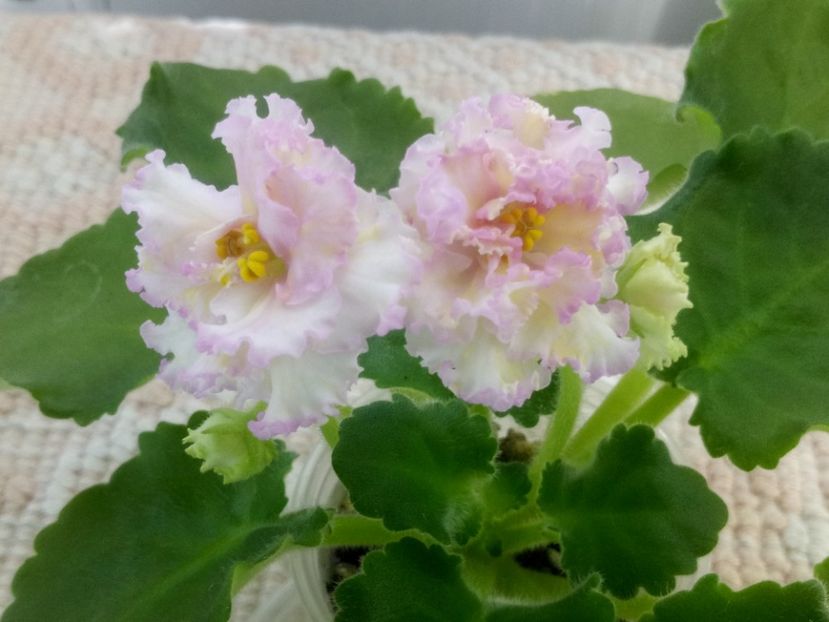 25 iun - LE Zlato Skifov