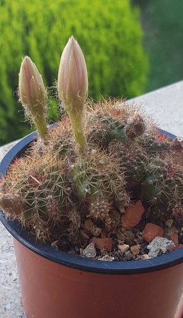 Lobivia cinabarinna - Lobivia