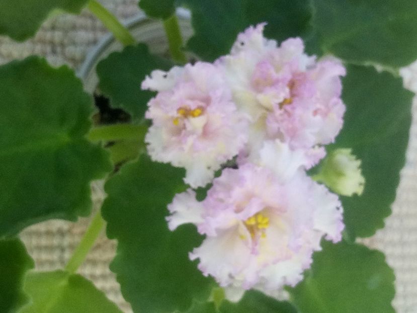 28 iun - LE Zlato Skifov