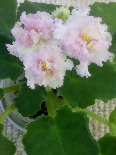 28 iun - LE Zlato Skifov