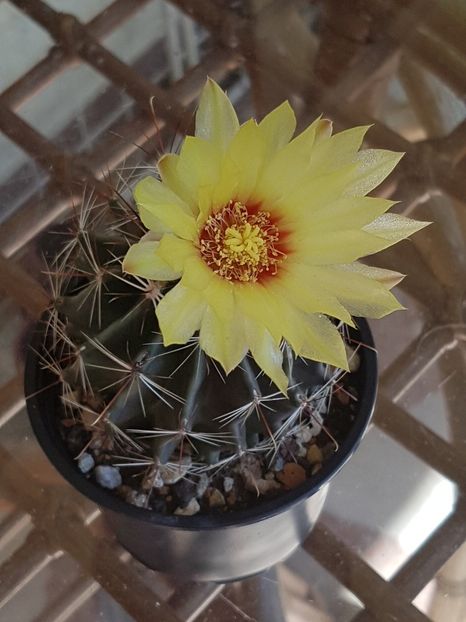 Hamatocactus setispinus - Ferocactus