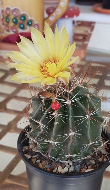 Hamatocactus setispinus - Ferocactus