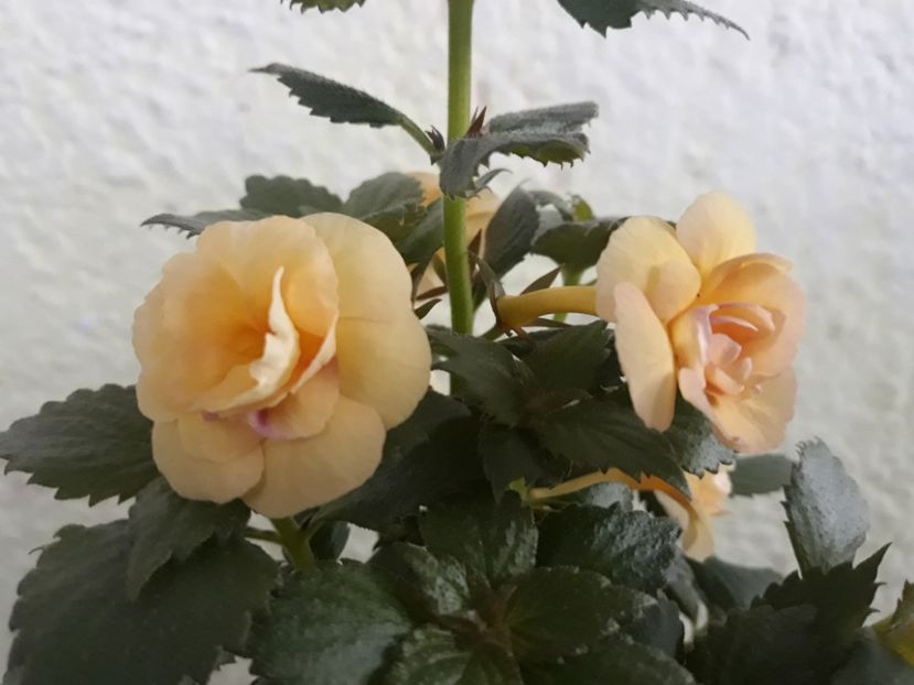  - 0001 2022 - RF s Tropicana