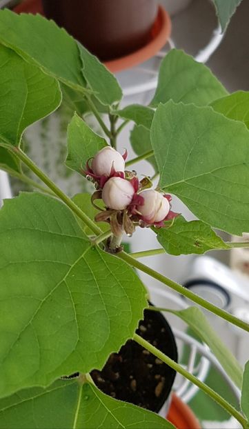 1 - Clerodendrum fragrans