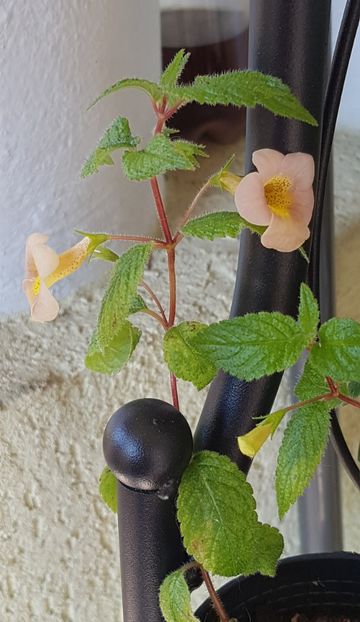 Sunburst - Achimenes 2020