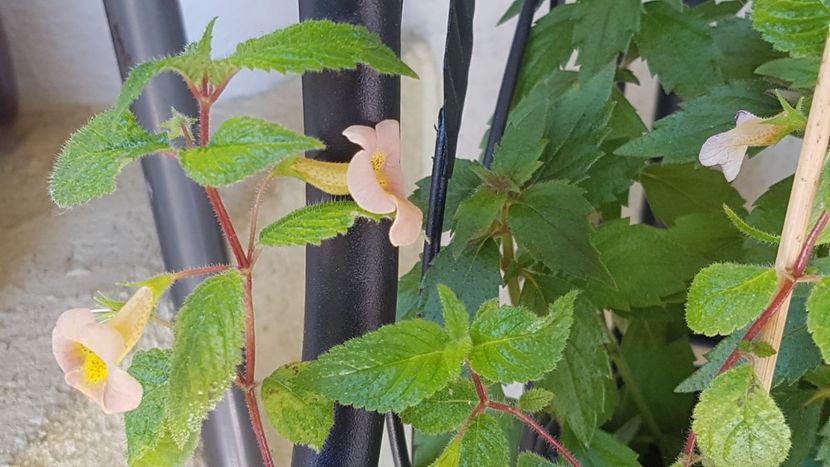 Sunburst - Achimenes 2020