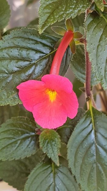 Peach Cascade - Achimenes 2020