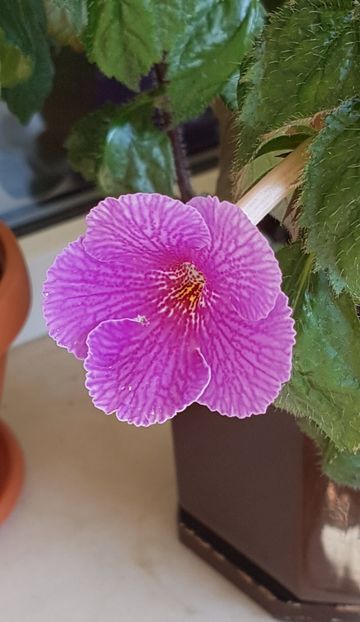 Charles Martel - Achimenes 2020