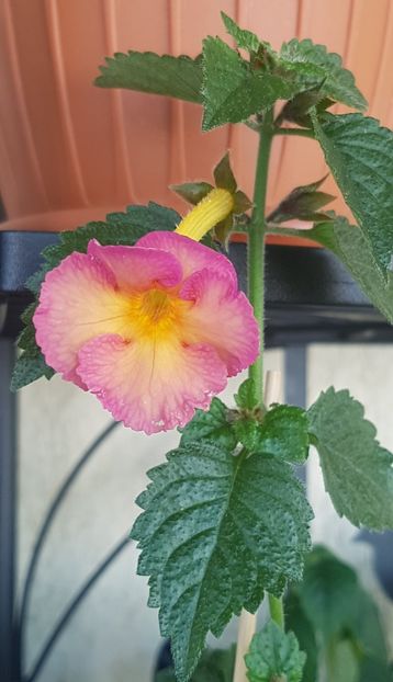 Dark Sun - Achimenes 2020