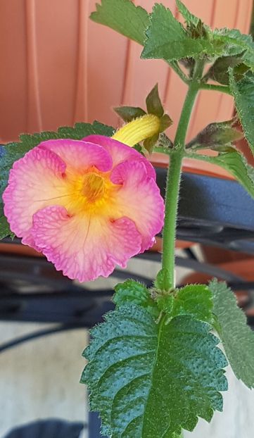 Dark Sun - Achimenes 2020