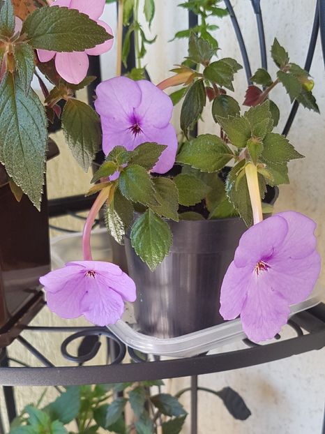 Forget me not - Achimenes 2020