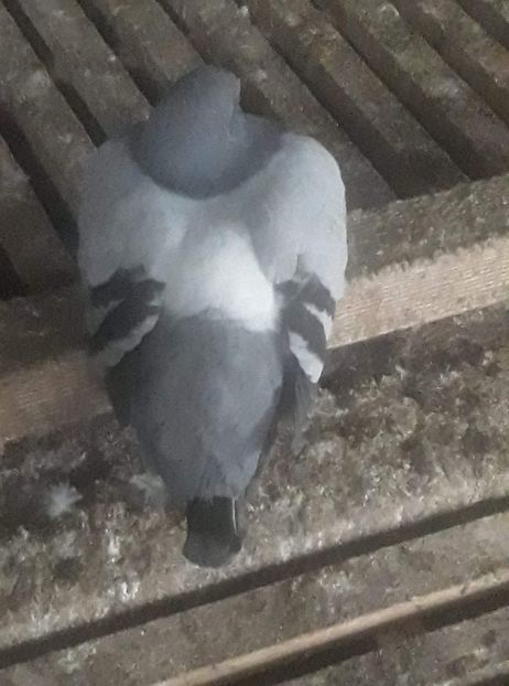 received_1173039699730234 - Pui 2020