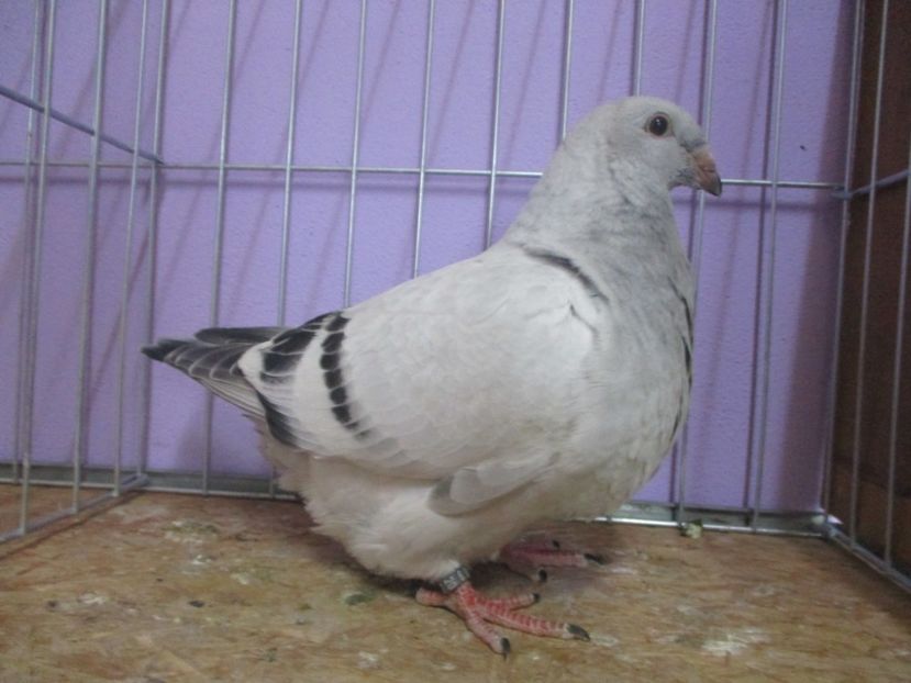 03026-20 - Tineret 2020