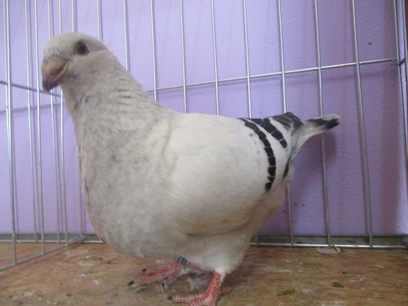 03027-20 - Tineret 2020