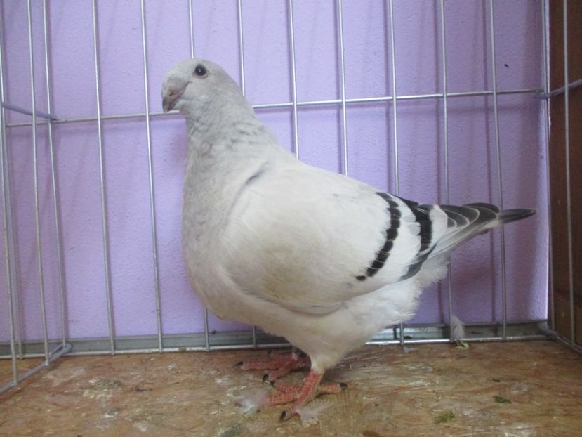 03028-20 - Tineret 2020