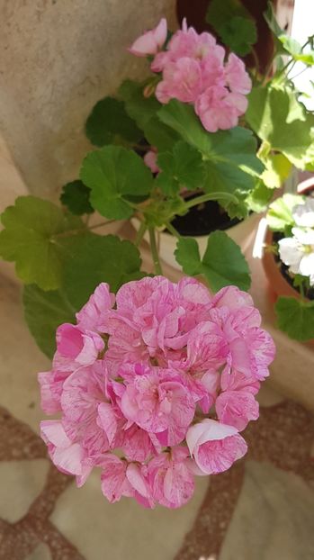 Mosaic pink - Muscate de colectie 2020