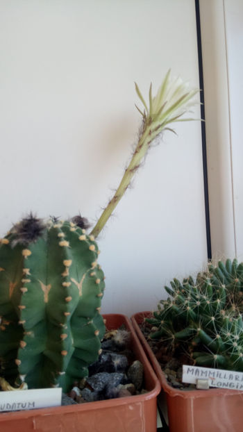 28.06.2020 - Echinopsis subdenudata