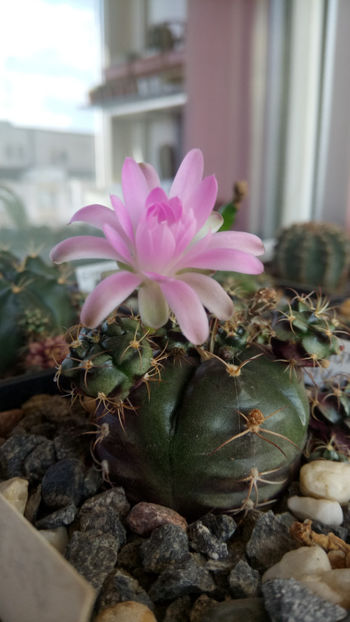 28.06.2020 - Gymnocalycium damsii v tucavocence