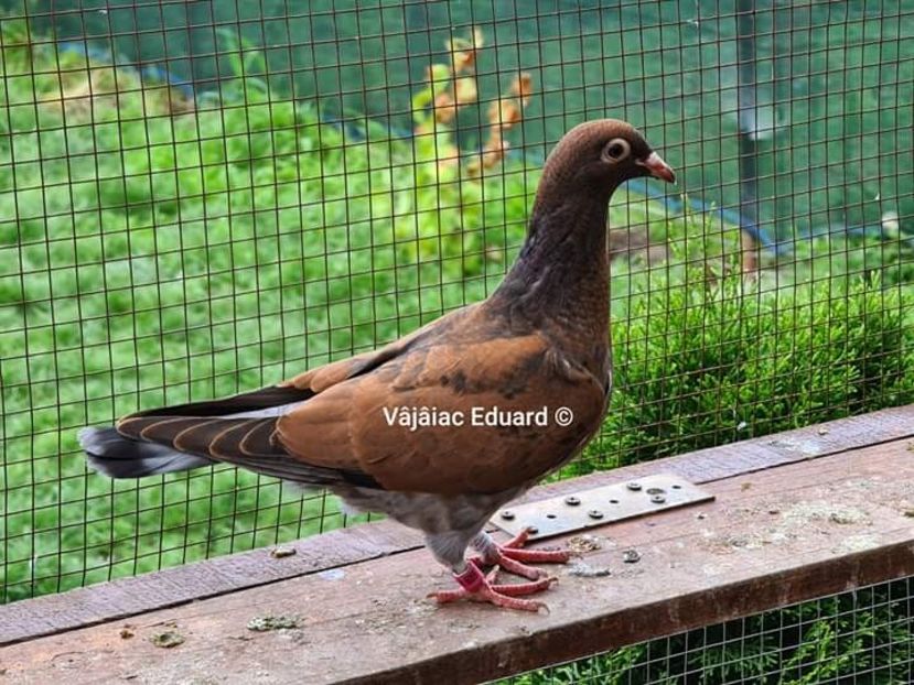  - NU AMI APARTIN 2020