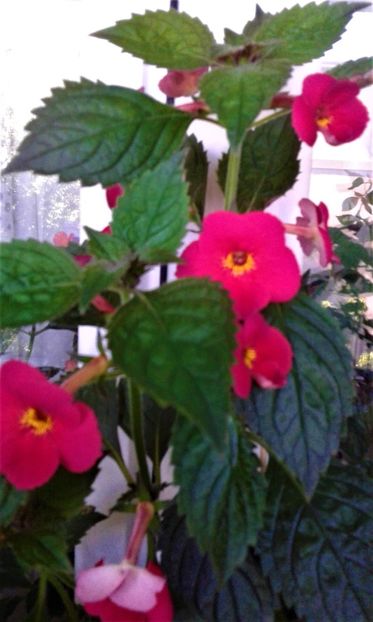  - 000018 ACHIMENES