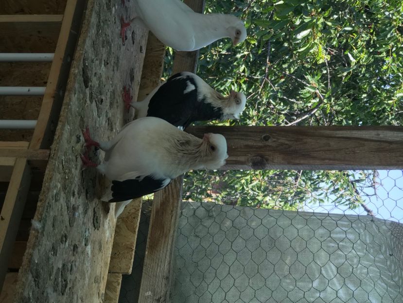 9DA45177-E3EA-4DB6-9781-EEDB71C6934A - Porumbei 2020 jucatori de Constanta