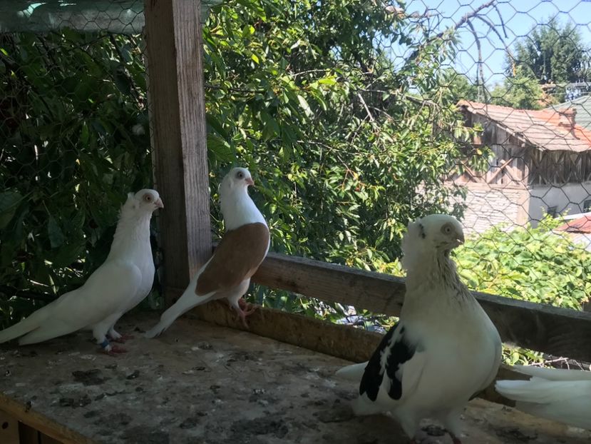 259C8019-086E-4DEB-A346-8FDE9F371905 - Porumbei 2020 jucatori de Constanta