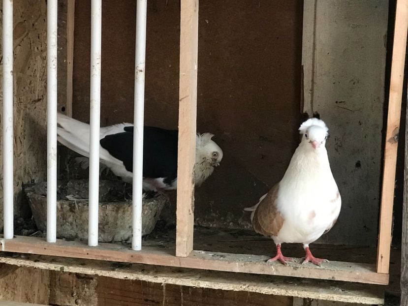 DAC6DC32-DC9D-4510-968F-A5828E31B98C - Porumbei 2020 jucatori de Constanta