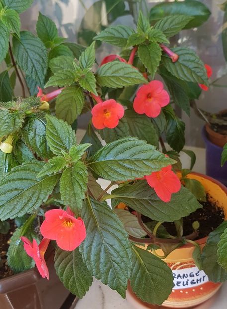 Orange delight - Achimenes 2020