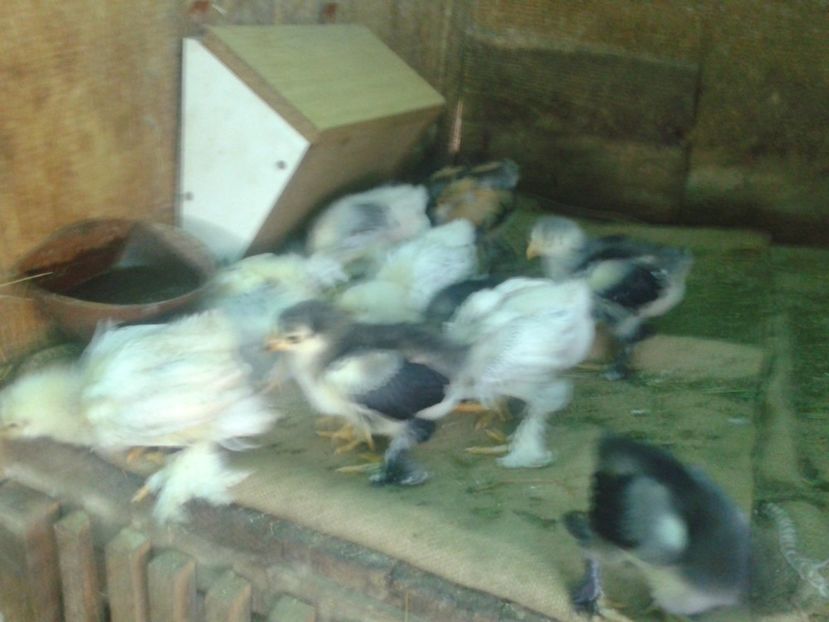 Fénykép0363 - PUI BRAHMA 2020