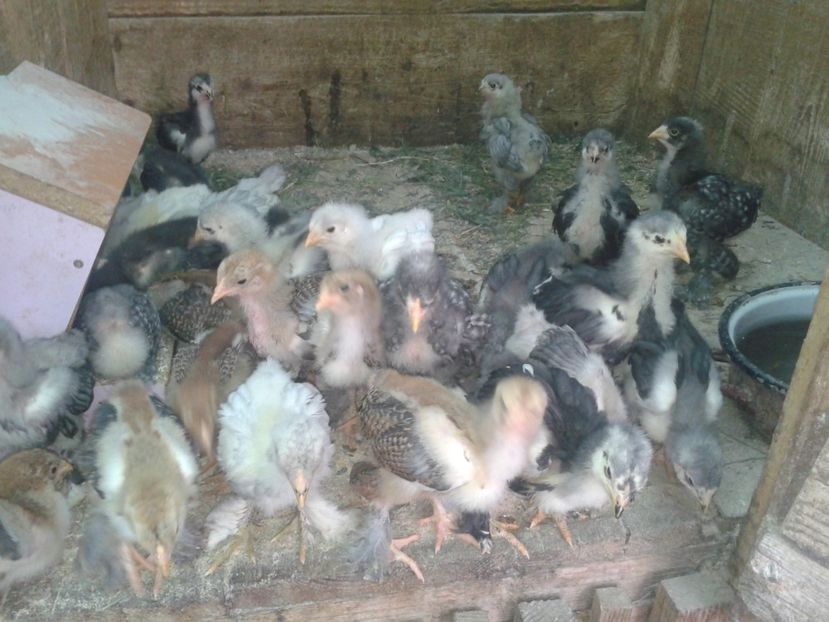 Fénykép0412 - PUI BRAHMA 2020