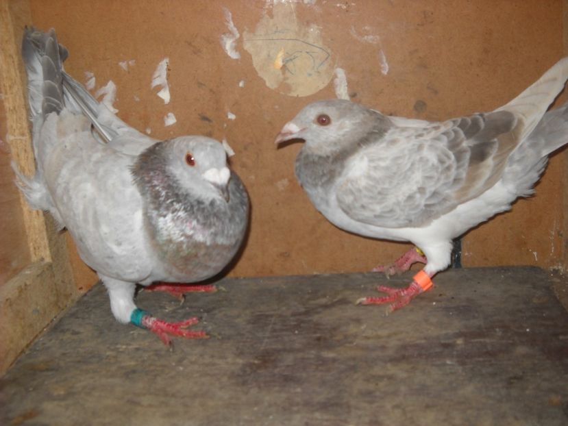  - UNDEVA IN SUCEAVA arhiva