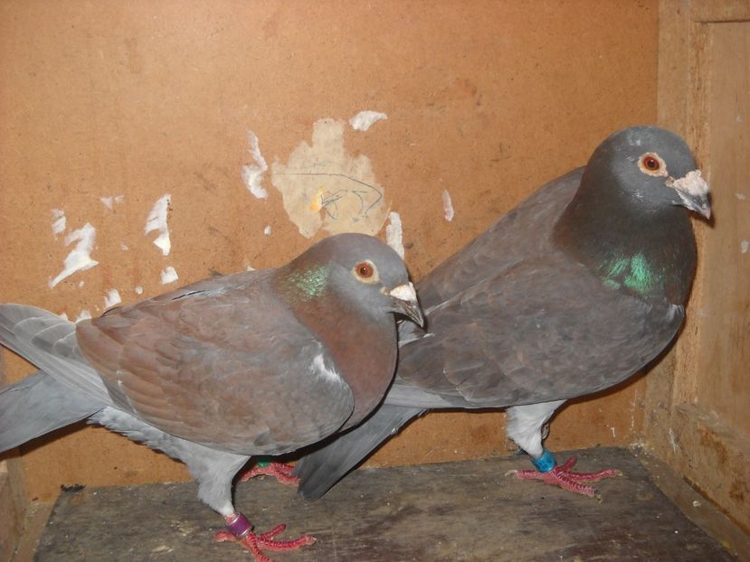  - UNDEVA IN SUCEAVA arhiva