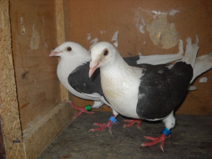  - PORUMBEI VANDUTI 2