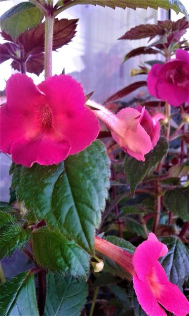  - colectia mea de achimenes 06 28 2020