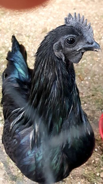 Ayam cemany - GAINI ORNAMENT