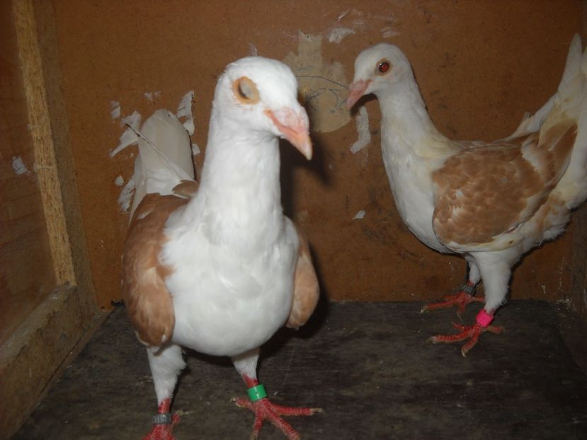  - UNDEVA IN SUCEAVA arhiva