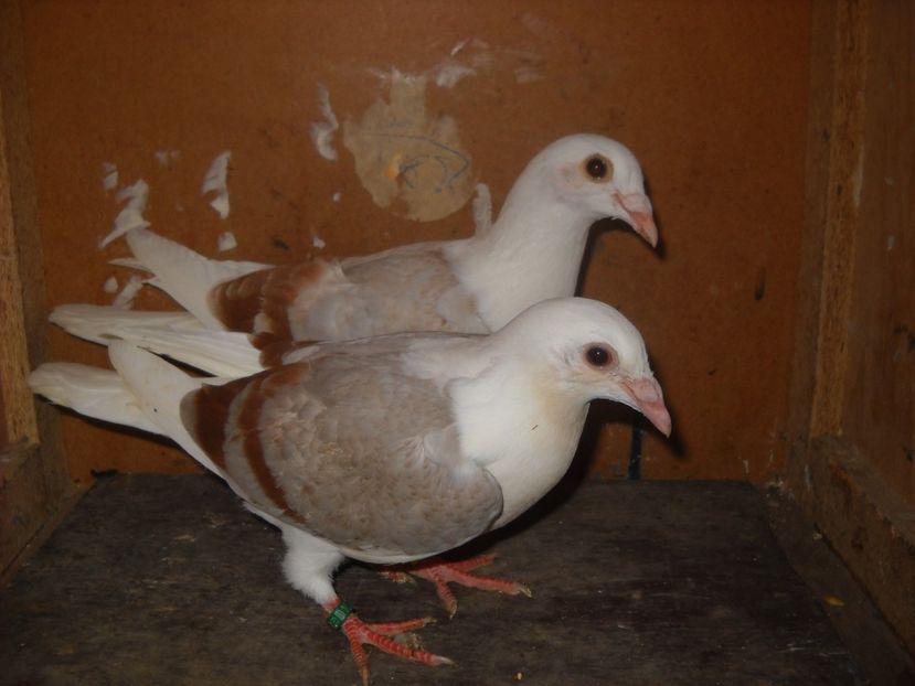  - UNDEVA IN SUCEAVA arhiva