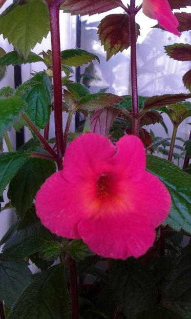  - colectia mea de achimenes 06 28 2020