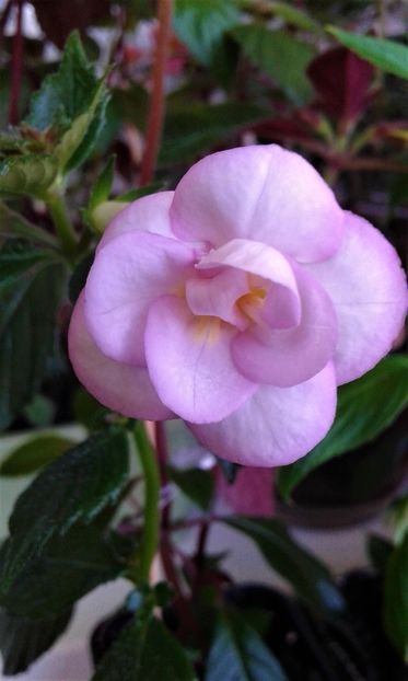  - colectia mea de achimenes 06 28 2020