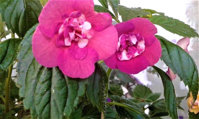  - colectia mea de achimenes 06 28 2020