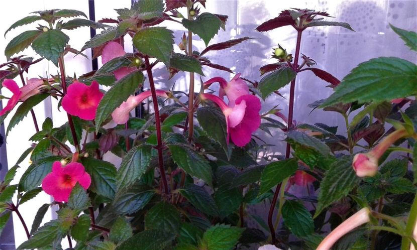  - colectia mea de achimenes 06 28 2020