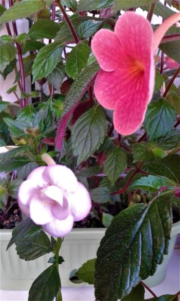  - colectia mea de achimenes 06 28 2020