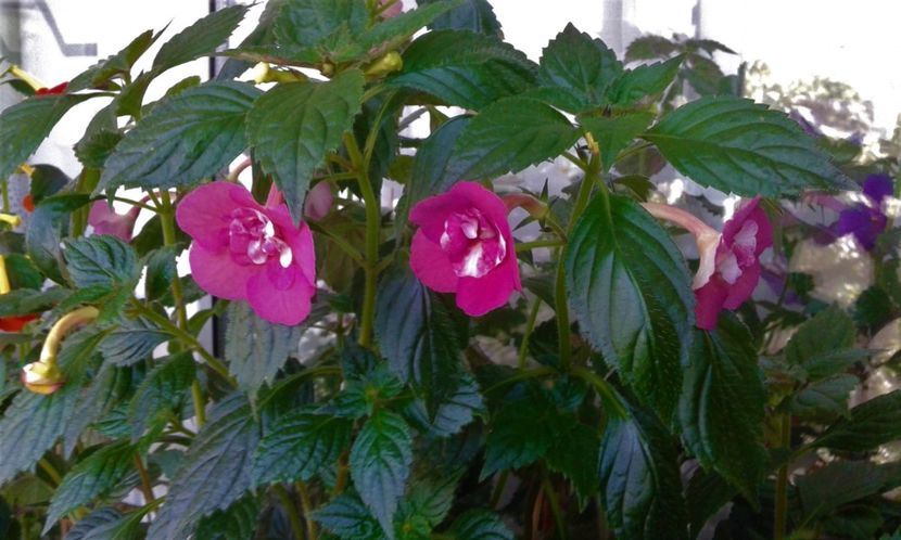  - colectia mea de achimenes 06 28 2020