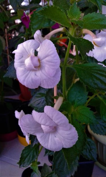  - colectia mea de achimenes 06 28 2020