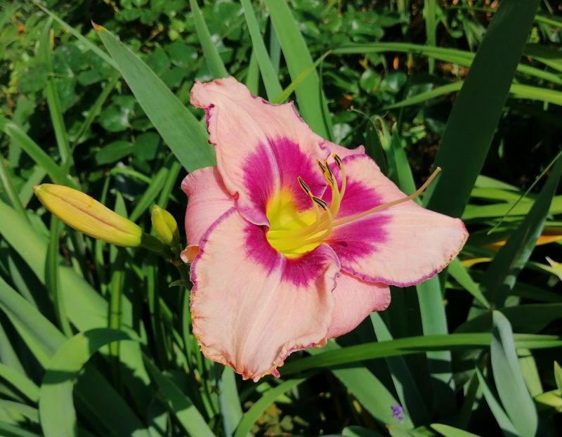  - 2020 mai iunie iulie