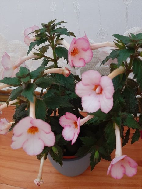  - achimenes-primele incercari